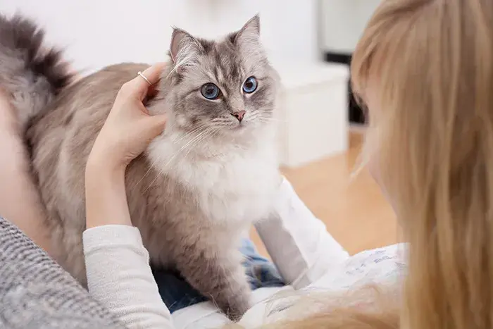 Najbardziej przytulne rasy kotów - jaki kot to idealny przytulanka?